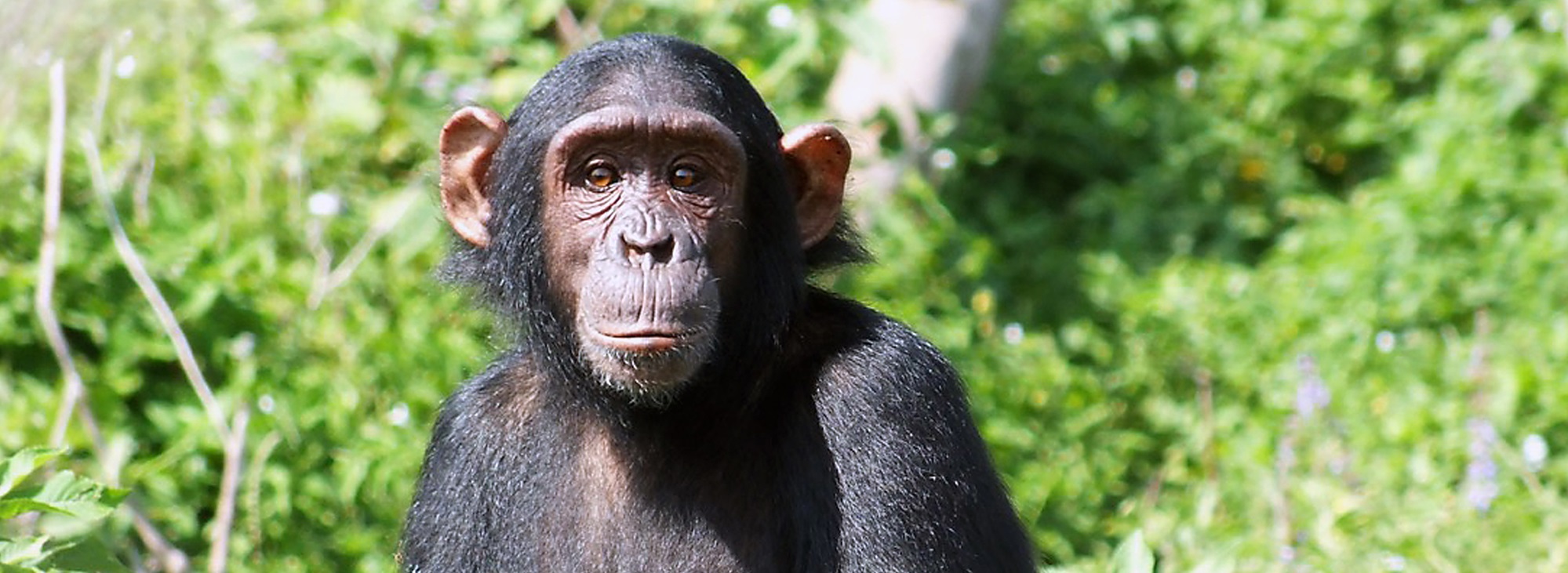 ARVL Chimp